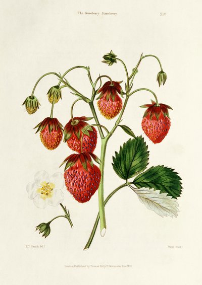 De Roseberry Aardbei, gegraveerd door Watte, uitgegeven door Thomas Kelly, Londen 1830 door Edwin Dalton Smith
